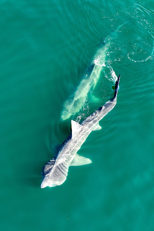 600x900 0014 Basking sharks