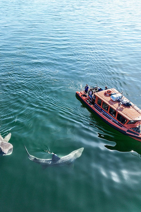 600x900 0017 Boat with Basking sharks