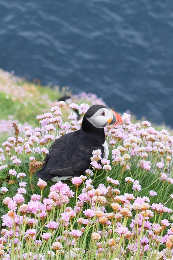 Puffin